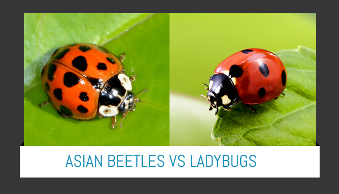Infographic Win Your Battle Against Asian Lady Beetles